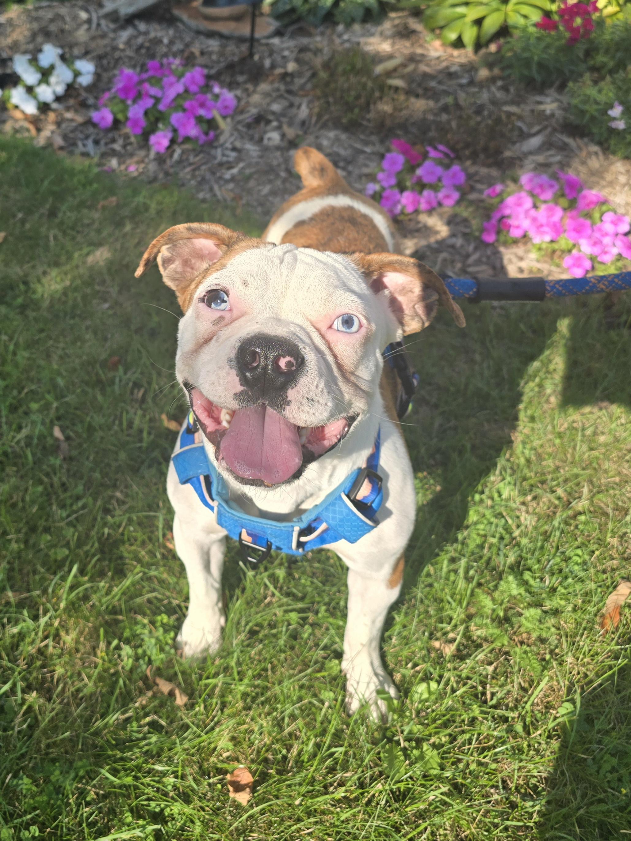 Freddie, ADOPTABLE, Young Male Bulldog & Mixed Breed.