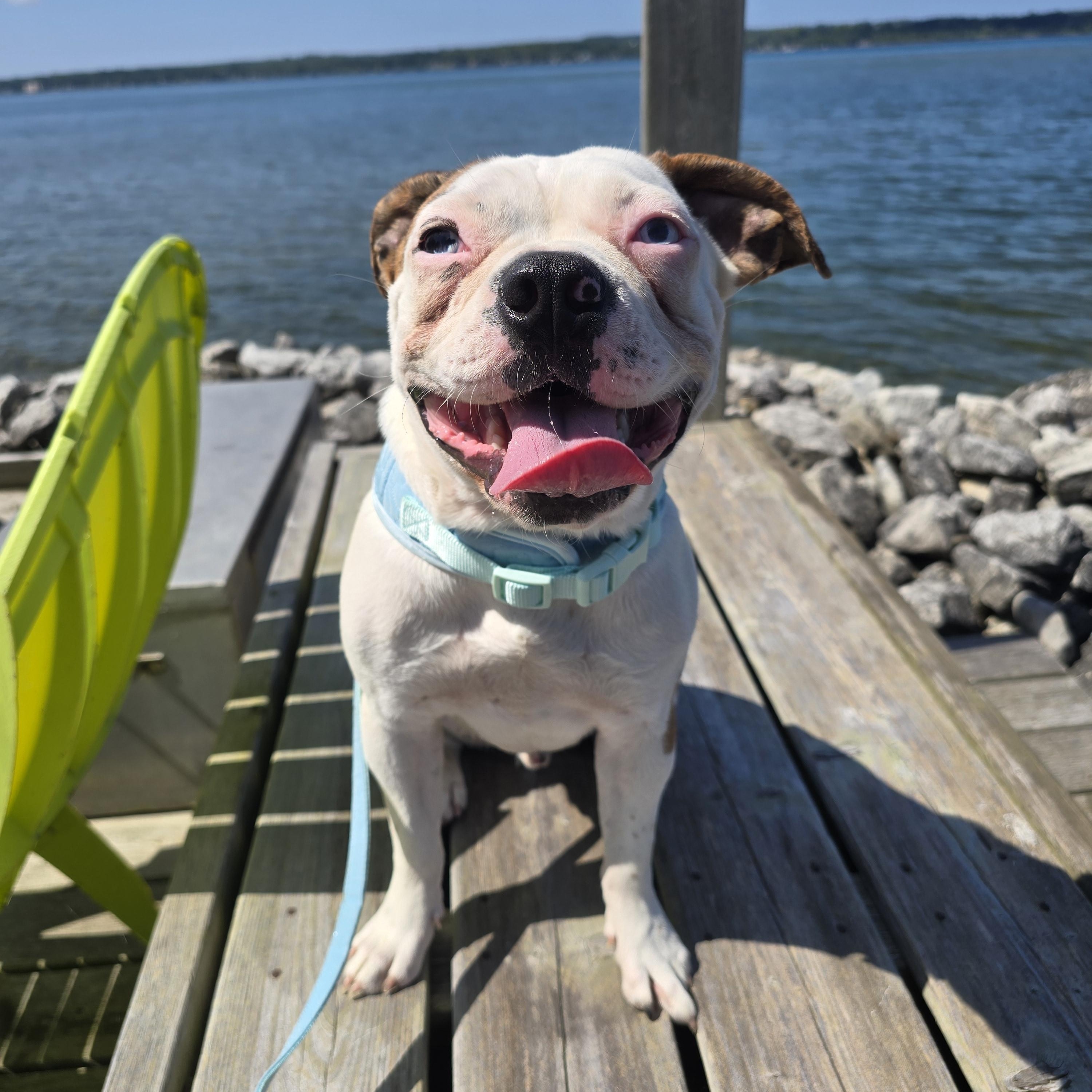 Enlarge Freddie, a ADOPTABLE mixed breed in Chatsworth, ON image 3/3