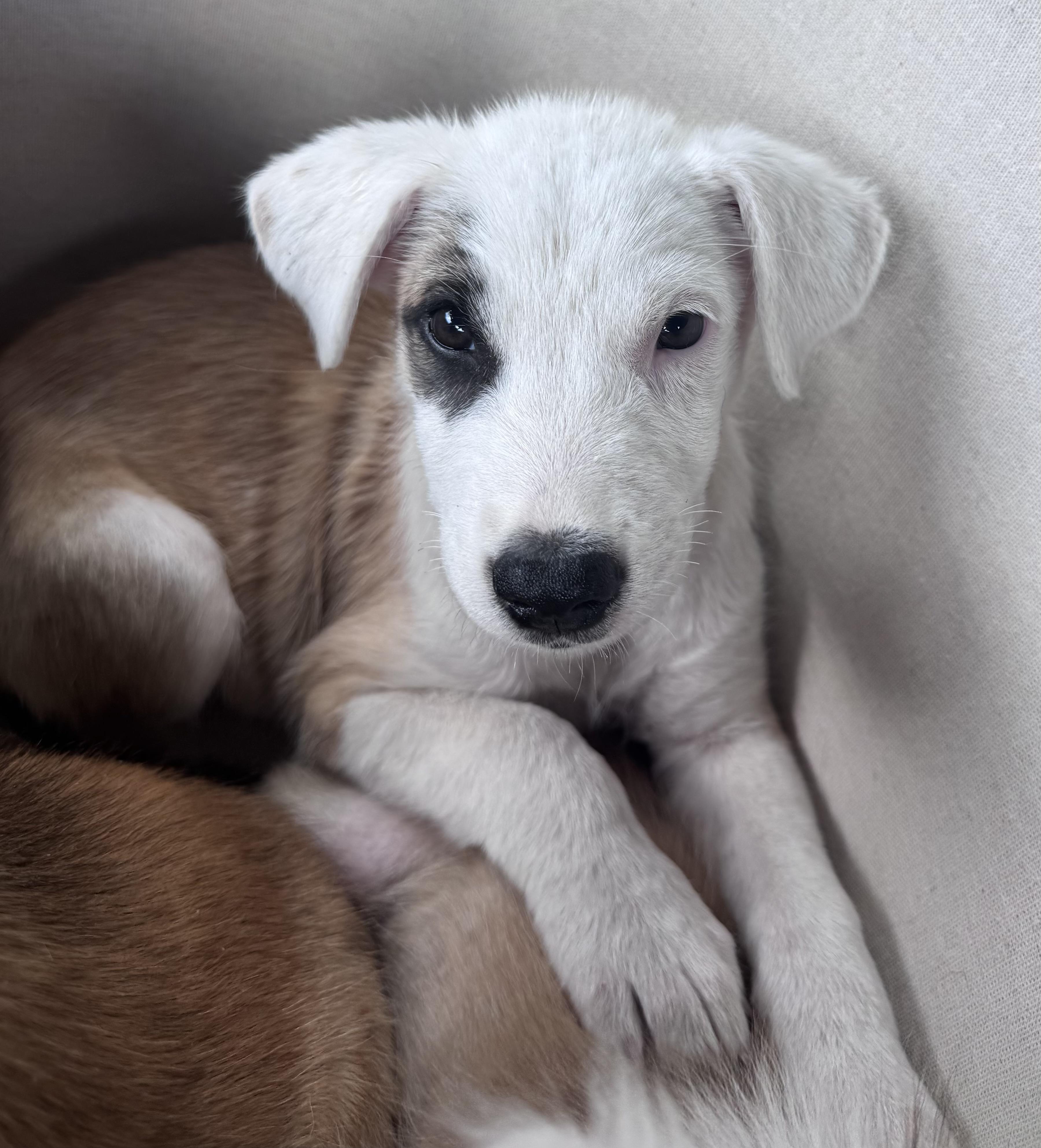 Enlarge Chessy, a Adopted mixed breed in Brenham, TX image 1/1