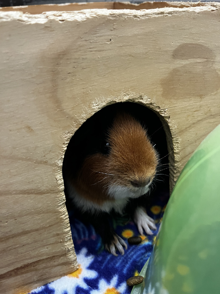 Gizmo & Zelda photo 5