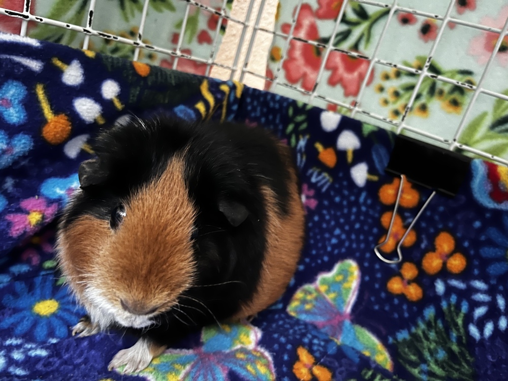 Gizmo & Zelda photo 2