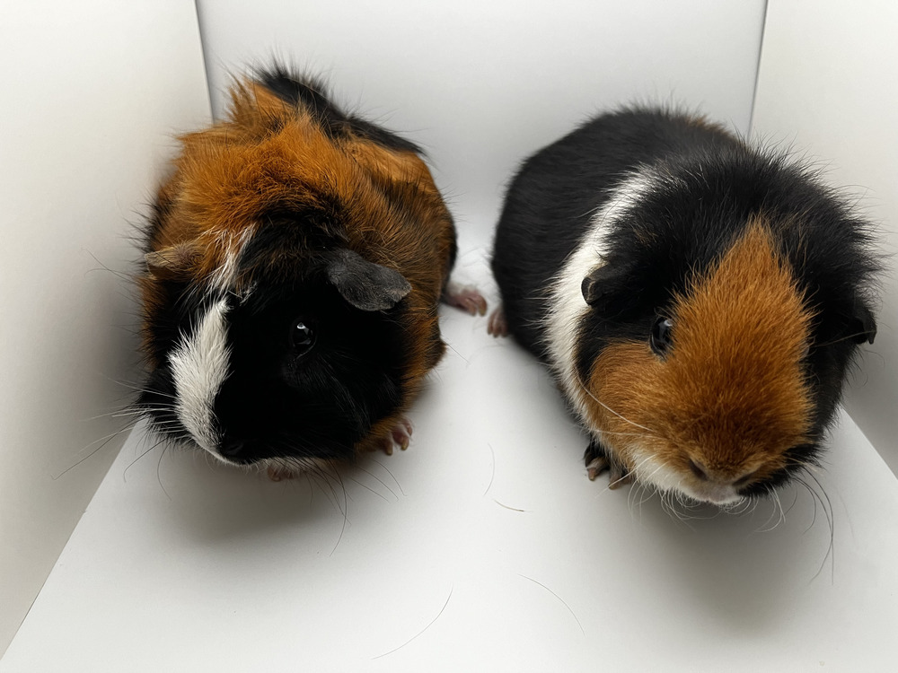 Gizmo & Zelda, Adult Female Guinea Pig