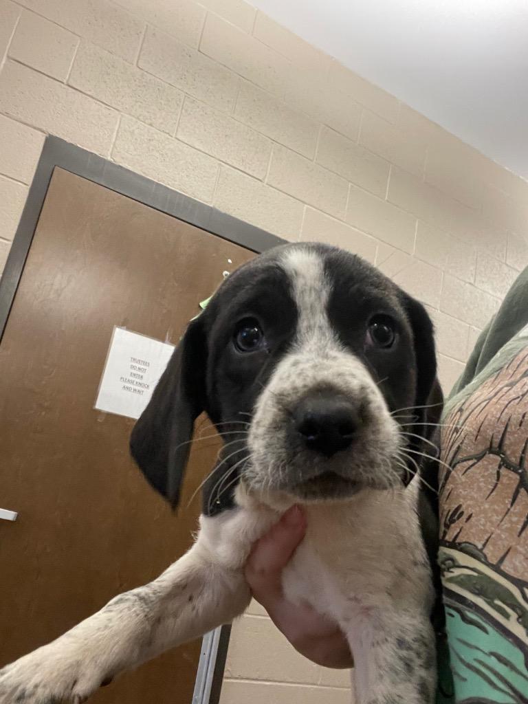 Enlarge Holly, a Adoptable mixed breed in Gallatin, TN image 1/1