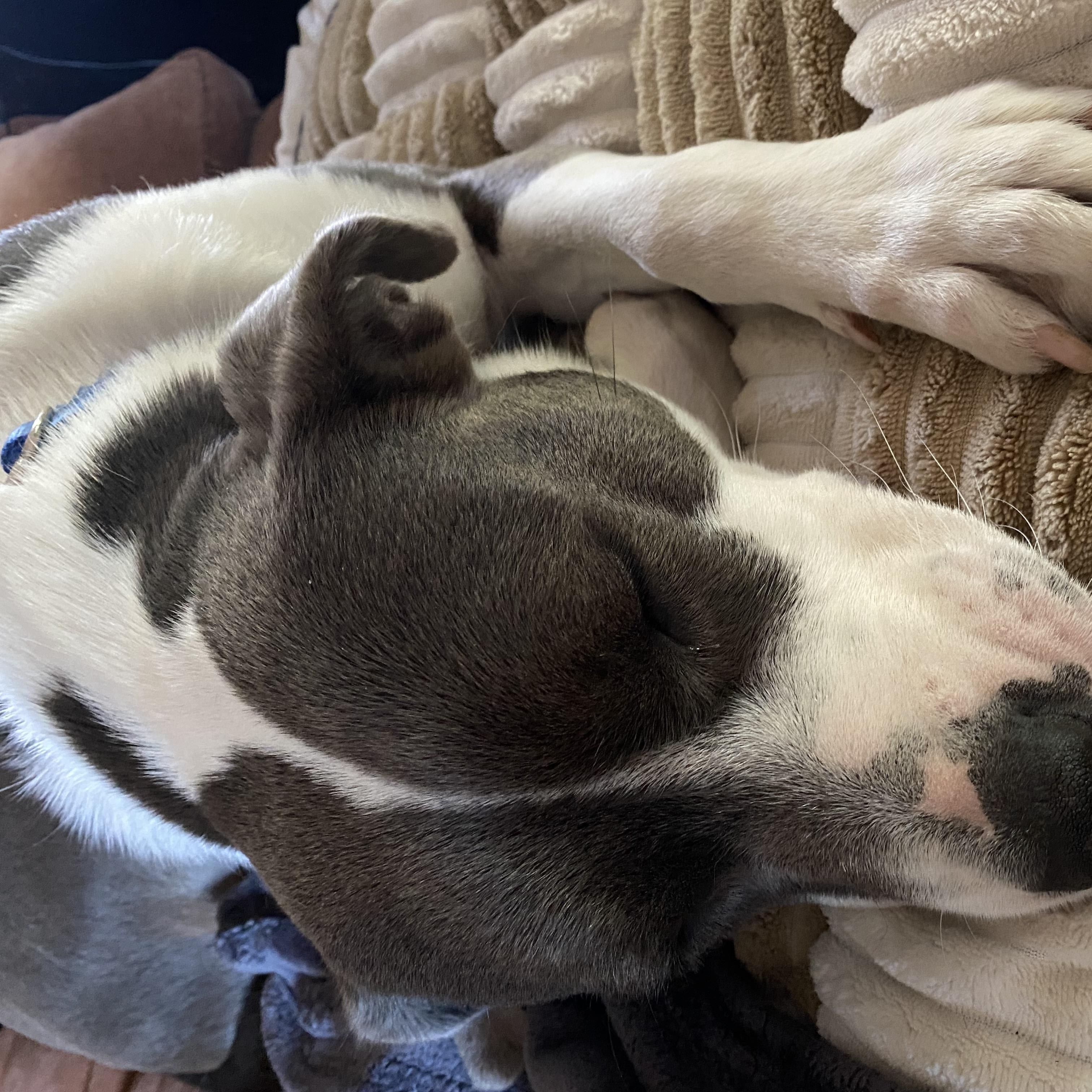 Enlarge Trudy-Come Meet, an adoptable mixed breed in Medfield, MA image 6/6