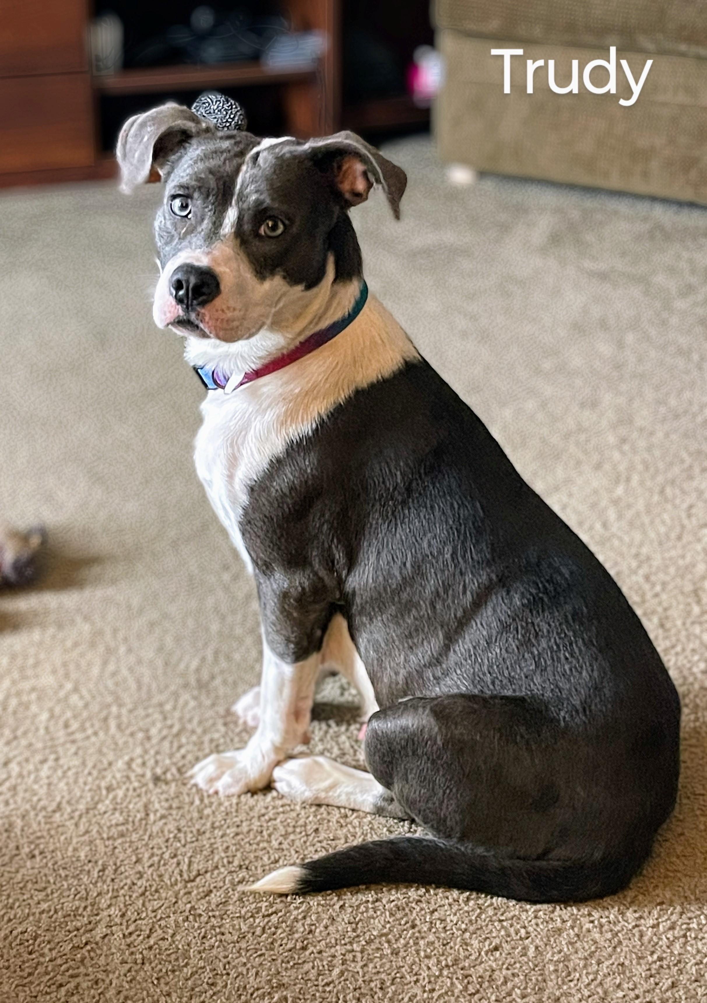 Enlarge Trudy-Come Meet, an adoptable mixed breed in Medfield, MA image 5/6