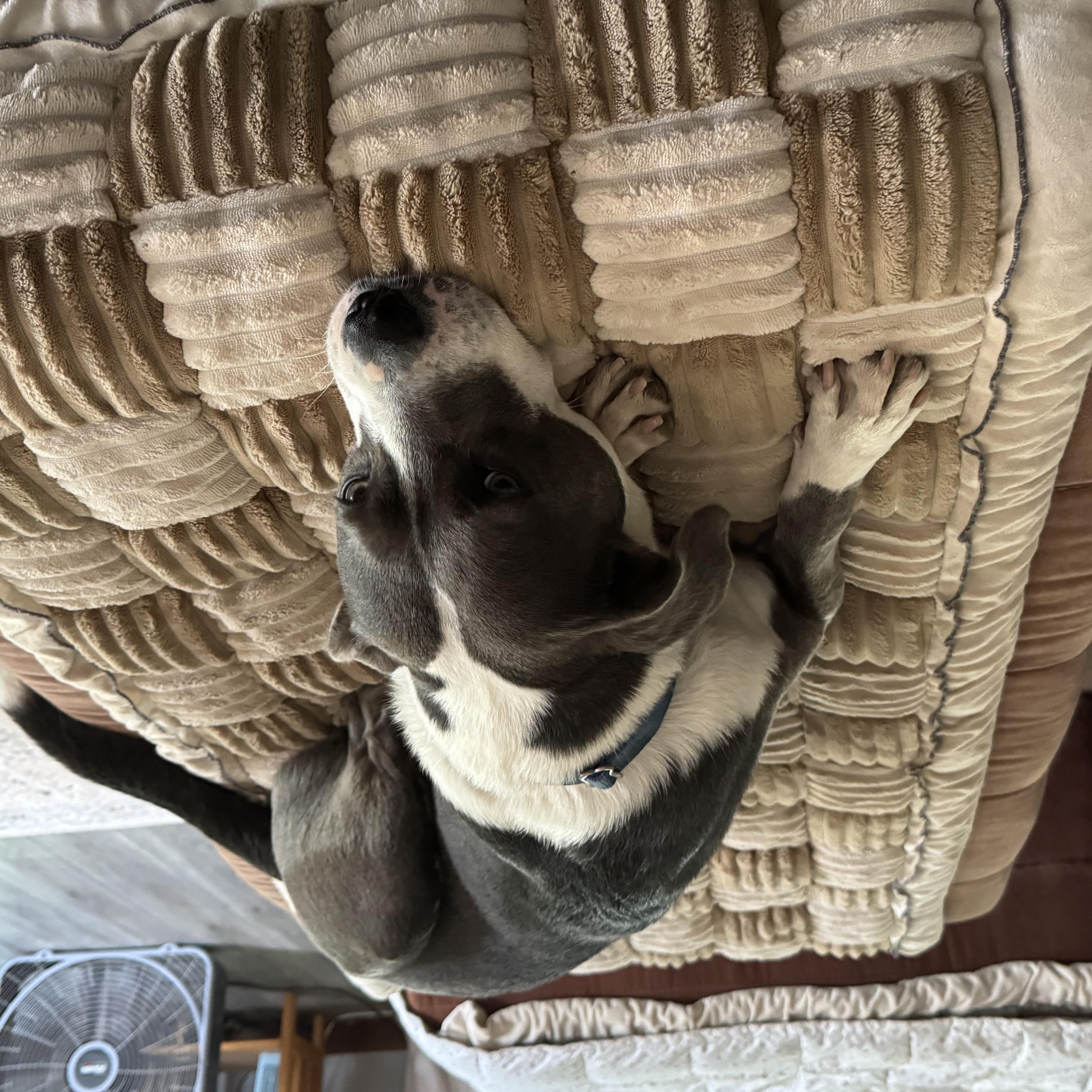 Enlarge Trudy-Come Meet, an adoptable mixed breed in Medfield, MA image 3/6