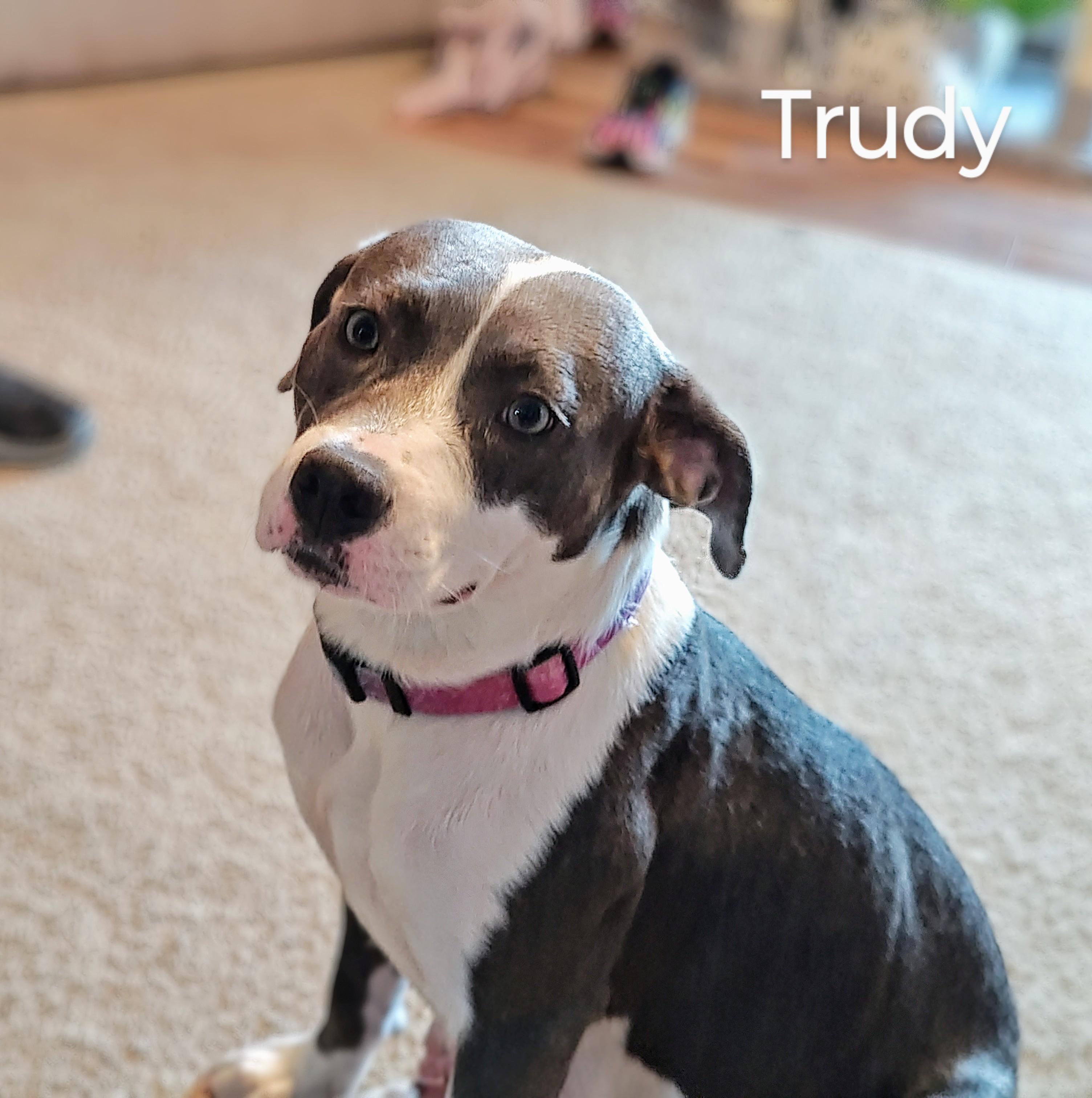 Enlarge Trudy-Come Meet, an adoptable mixed breed in Medfield, MA image 4/6