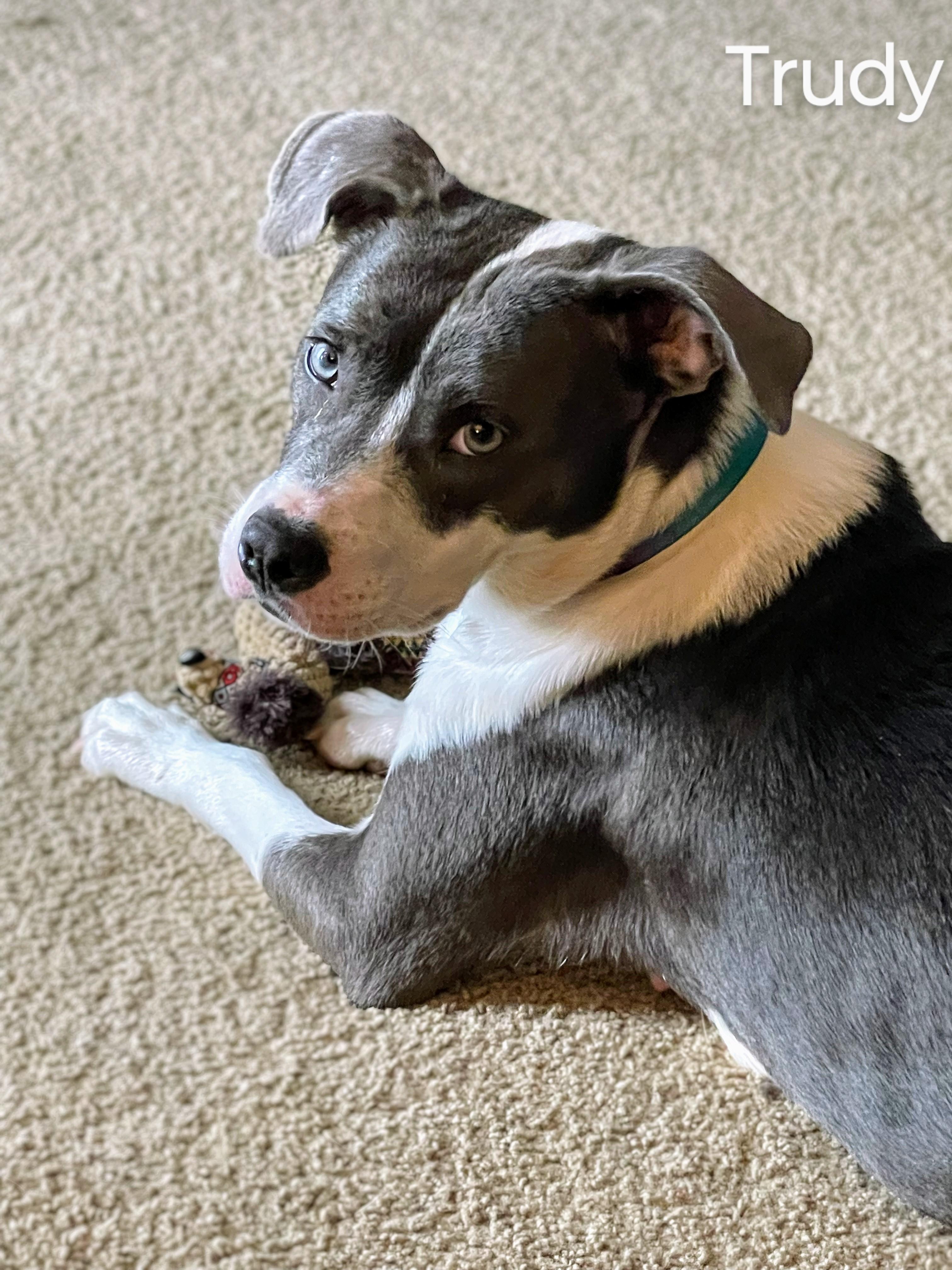Enlarge Trudy-Come Meet, an adoptable mixed breed in Medfield, MA image 2/6