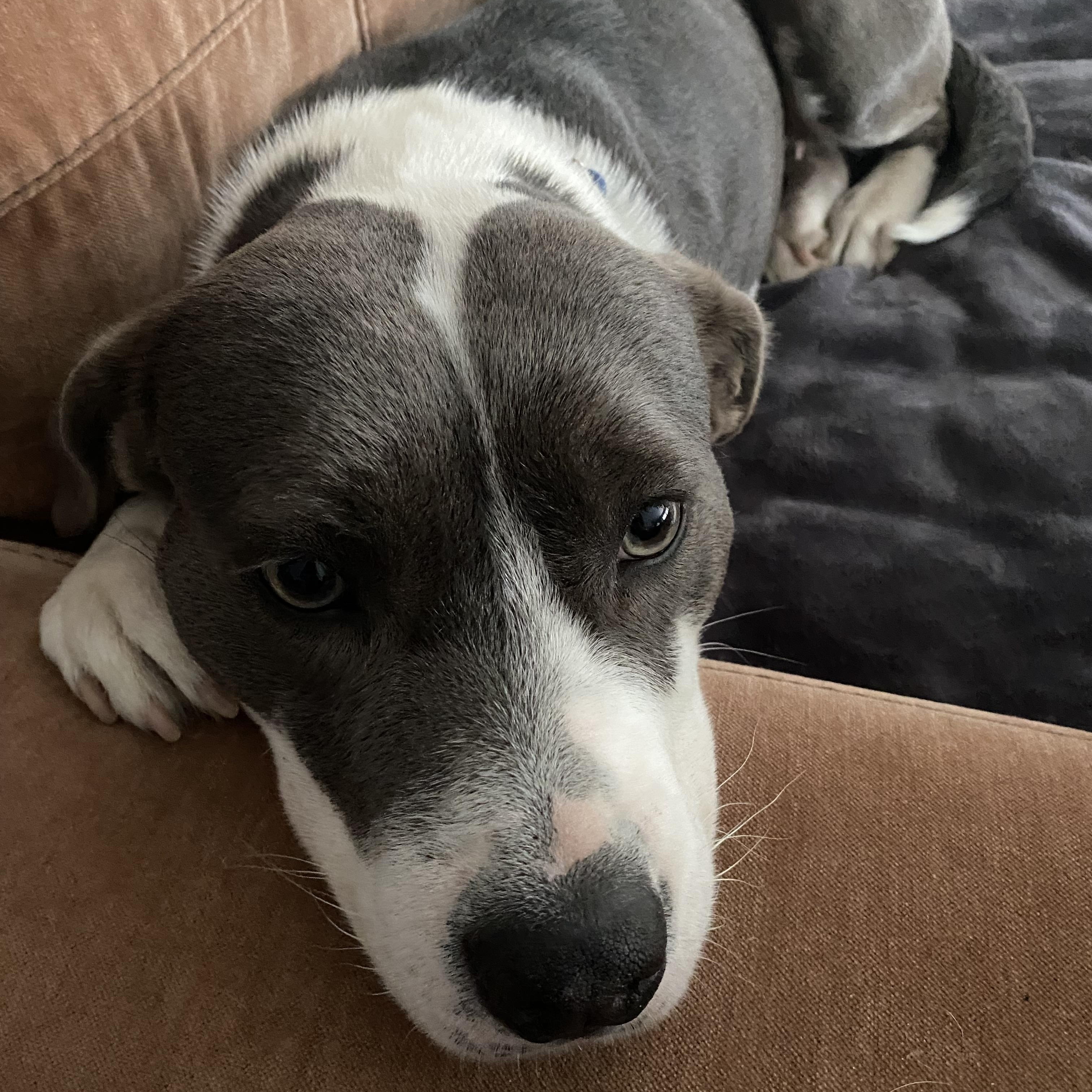 Trudy-Come Meet, adoptable, Adult Female Terrier.