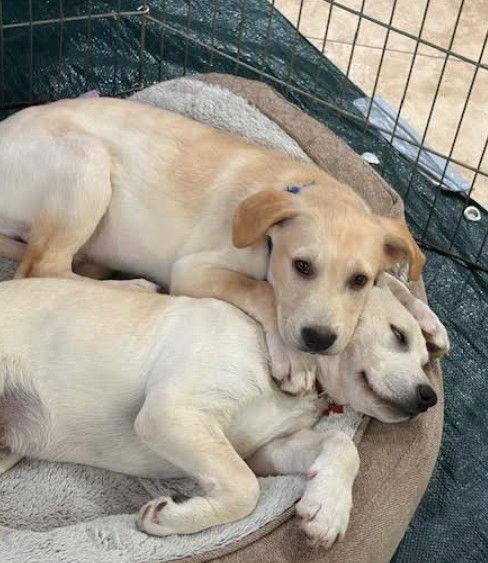 Enlarge Everest, a Adopted Cattle Dog in San Diego, CA image 1/3