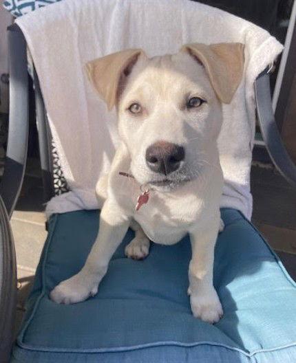 Enlarge Everest, a Adopted Cattle Dog in San Diego, CA image 2/3