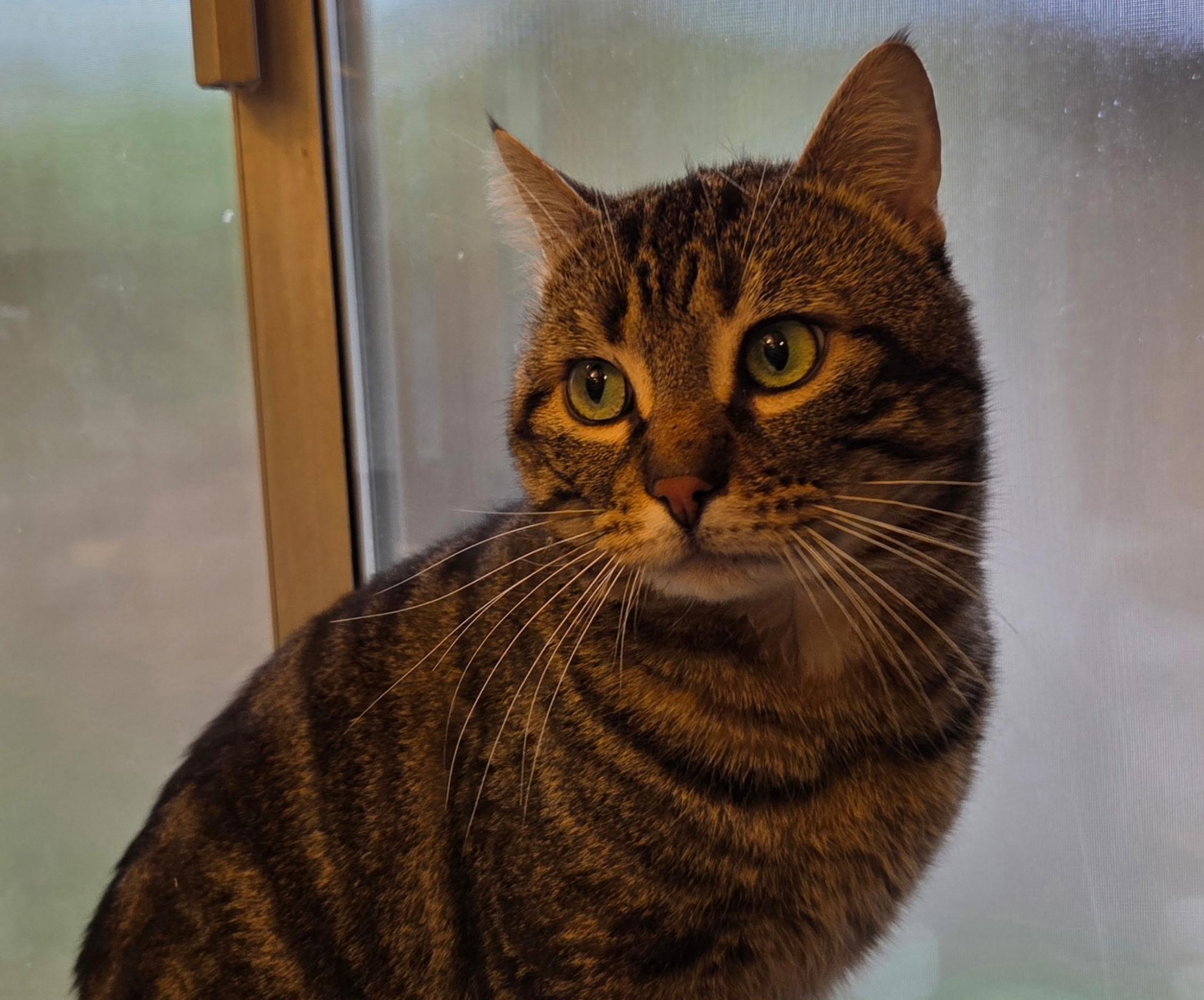 Bradford, an adopted Domestic Short Hair in Kirkland, WA image 4/5