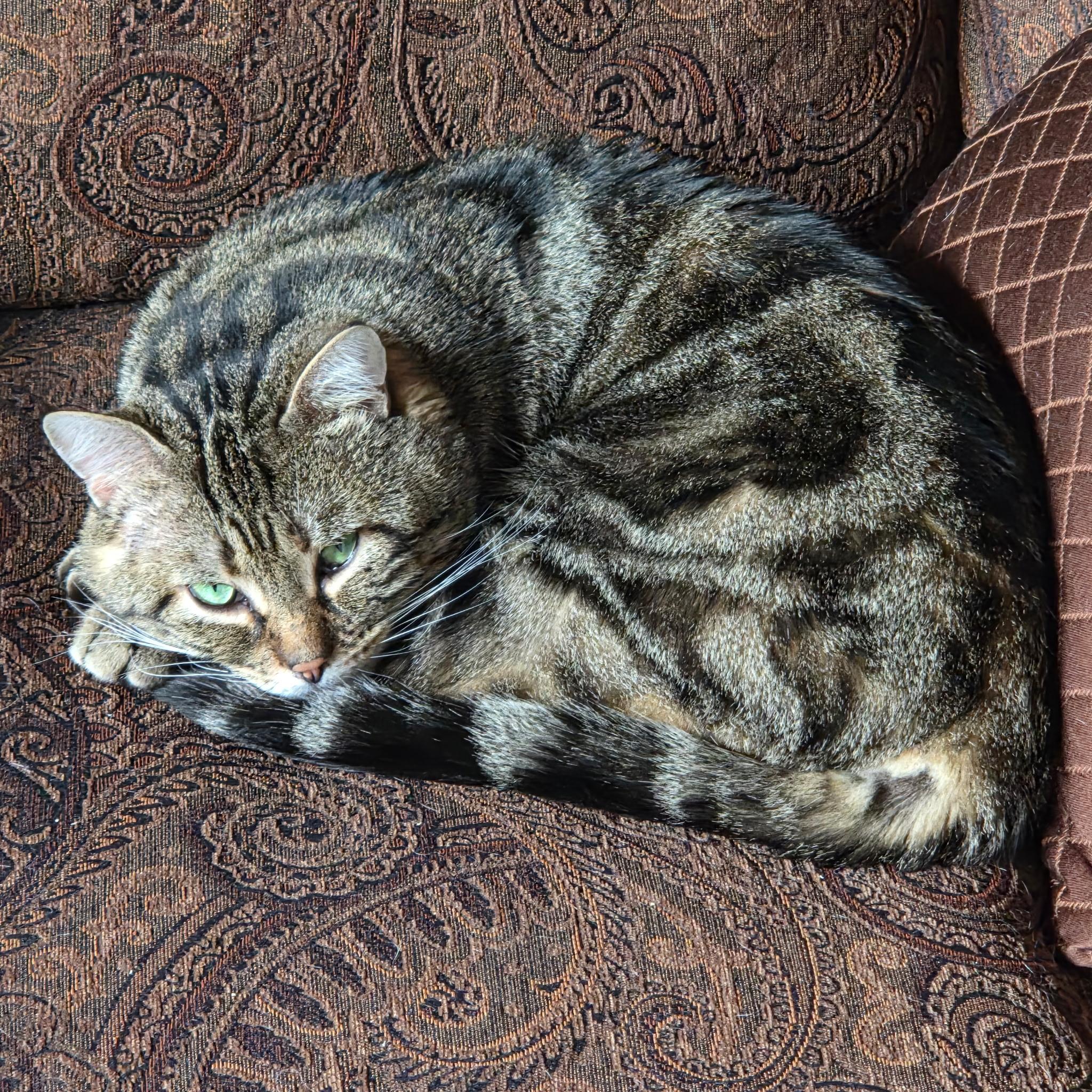 Bradford, an adopted Domestic Short Hair in Kirkland, WA image 3/5