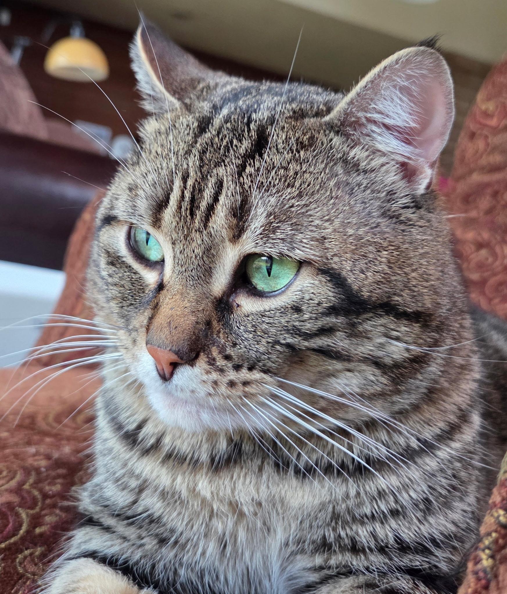 Bradford, an adopted Domestic Short Hair in Kirkland, WA image 2/5