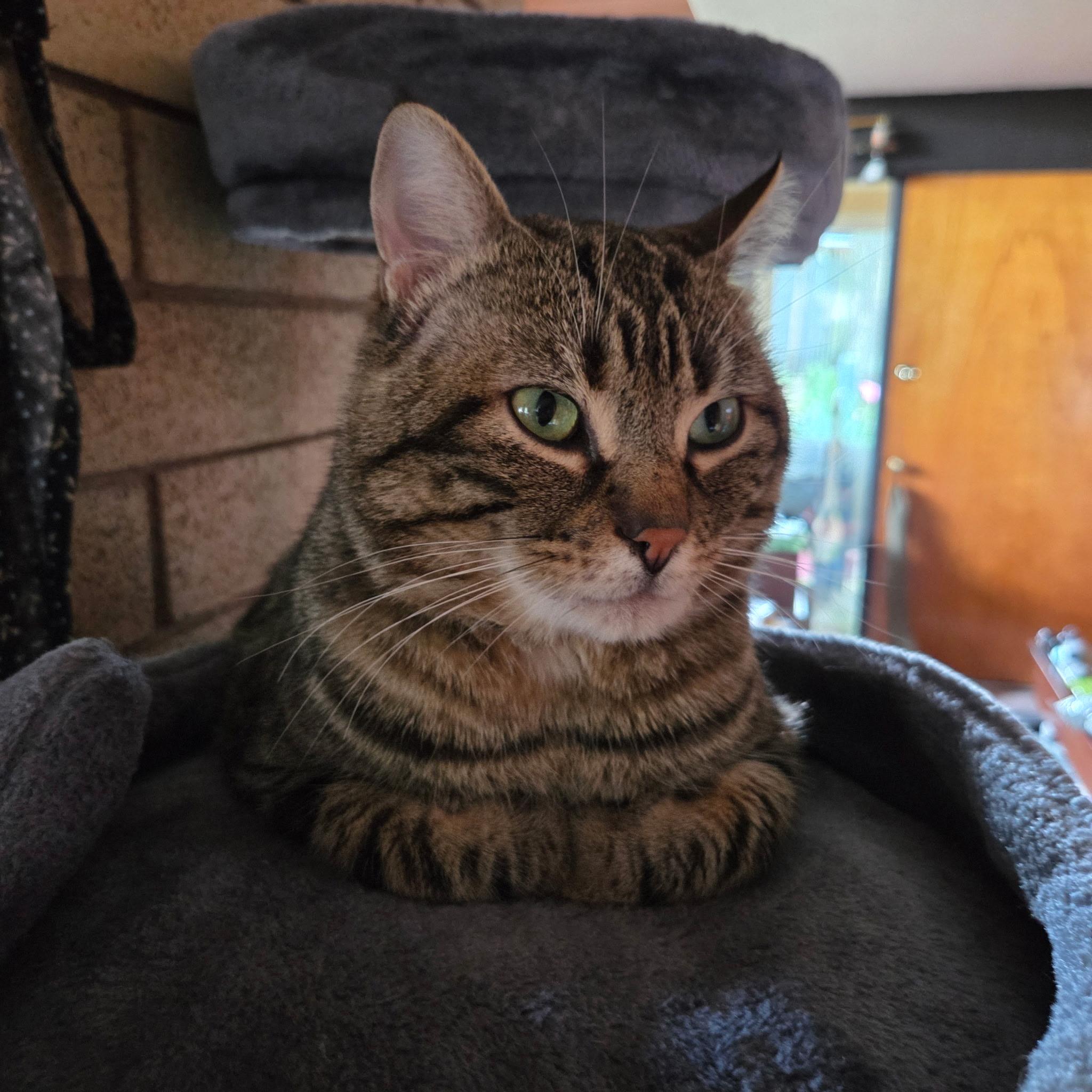 Bradford, an adopted Domestic Short Hair in Kirkland, WA image 5/5