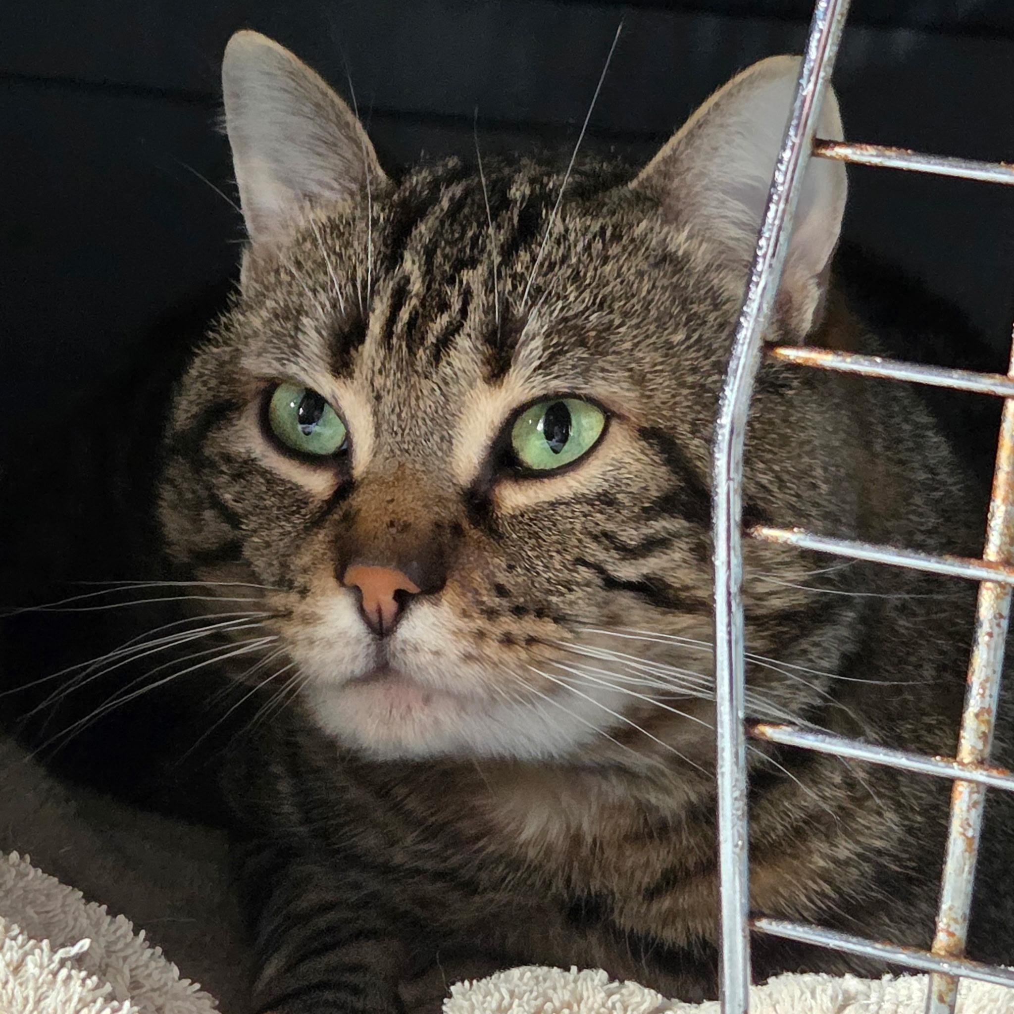 Bradford, an adopted Domestic Short Hair in Kirkland, WA image 1/5