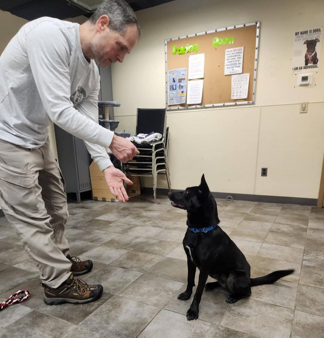 Enlarge Faye, a ADOPTABLE mixed breed in Sewaren, NJ image 2/2