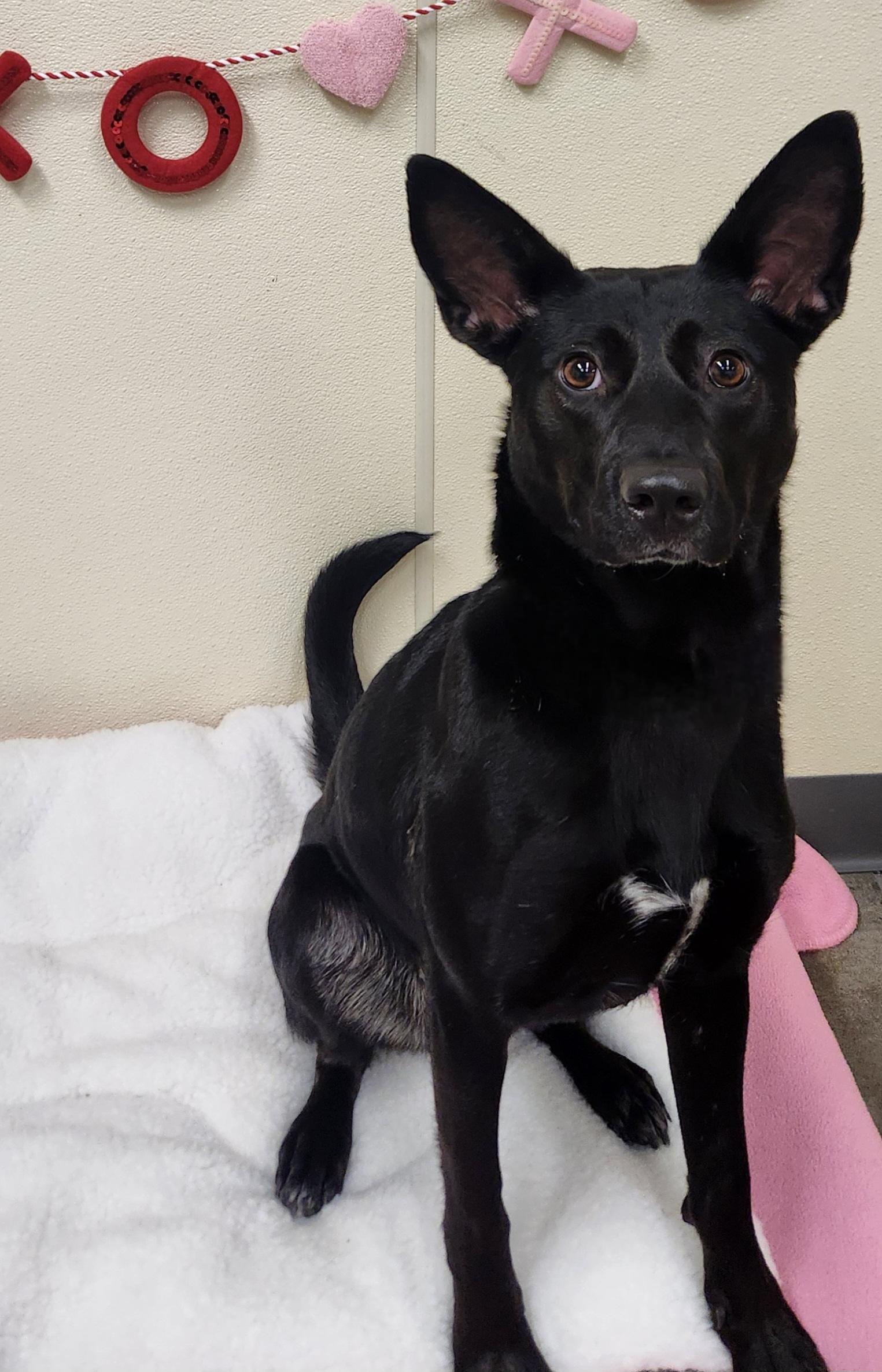 Enlarge Faye, a ADOPTABLE mixed breed in Sewaren, NJ image 1/2