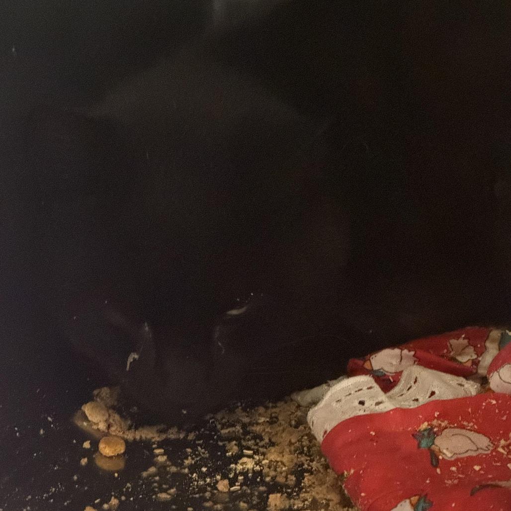 Purrcey, a Adoptable Domestic Short Hair in Rossville, GA image 1/3