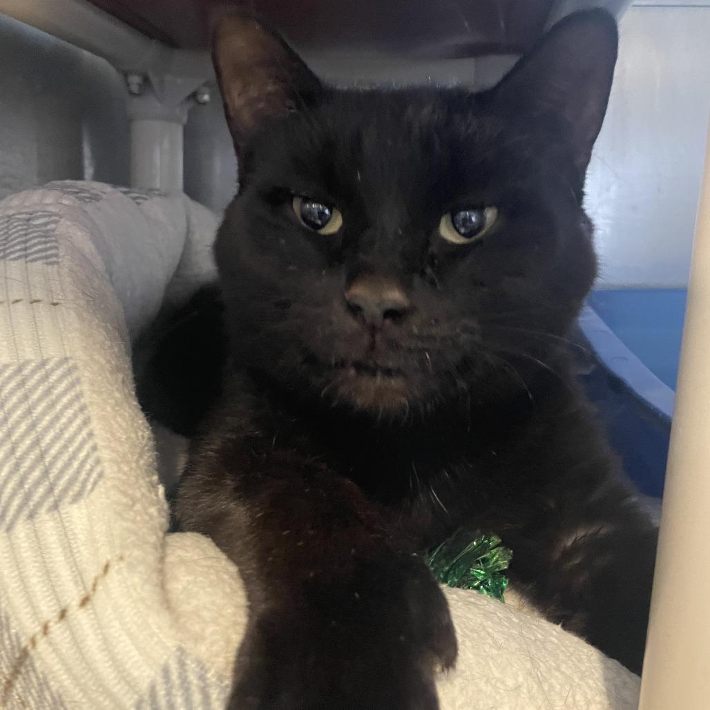 Purrcey, a Adoptable Domestic Short Hair in Rossville, GA image 3/3