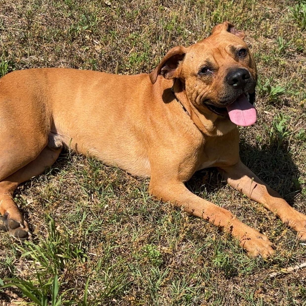 Enlarge Fen, a ADOPTABLE mixed breed in Maiden, NC image 5/5