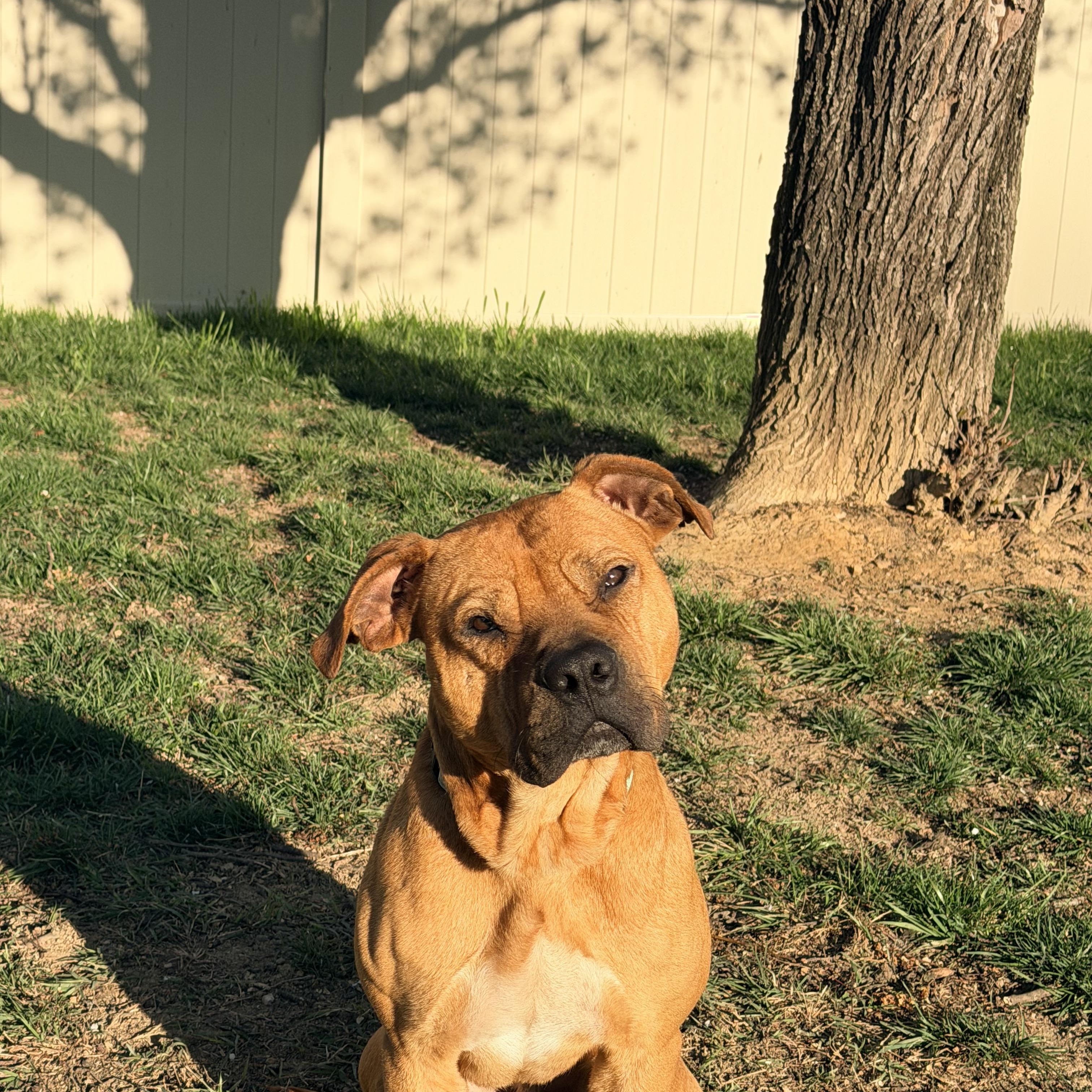 Enlarge Fen, a ADOPTABLE mixed breed in Maiden, NC image 3/4
