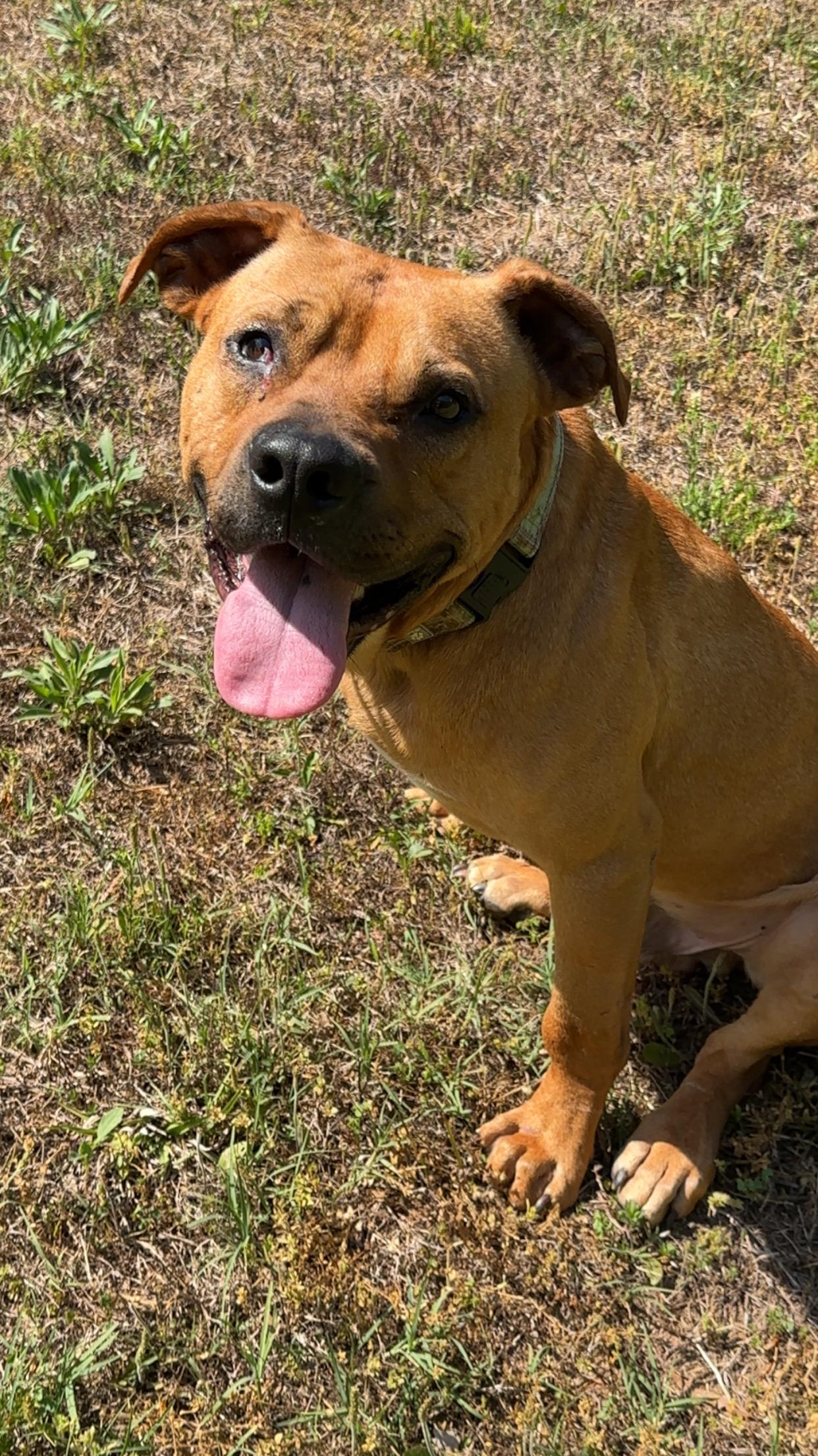 Enlarge Fen, a ADOPTABLE mixed breed in Maiden, NC image 4/5