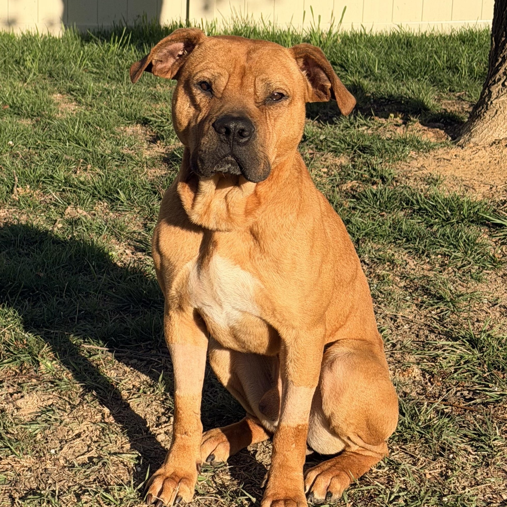 Fen, ADOPTABLE, Adult Male Bullmastiff.