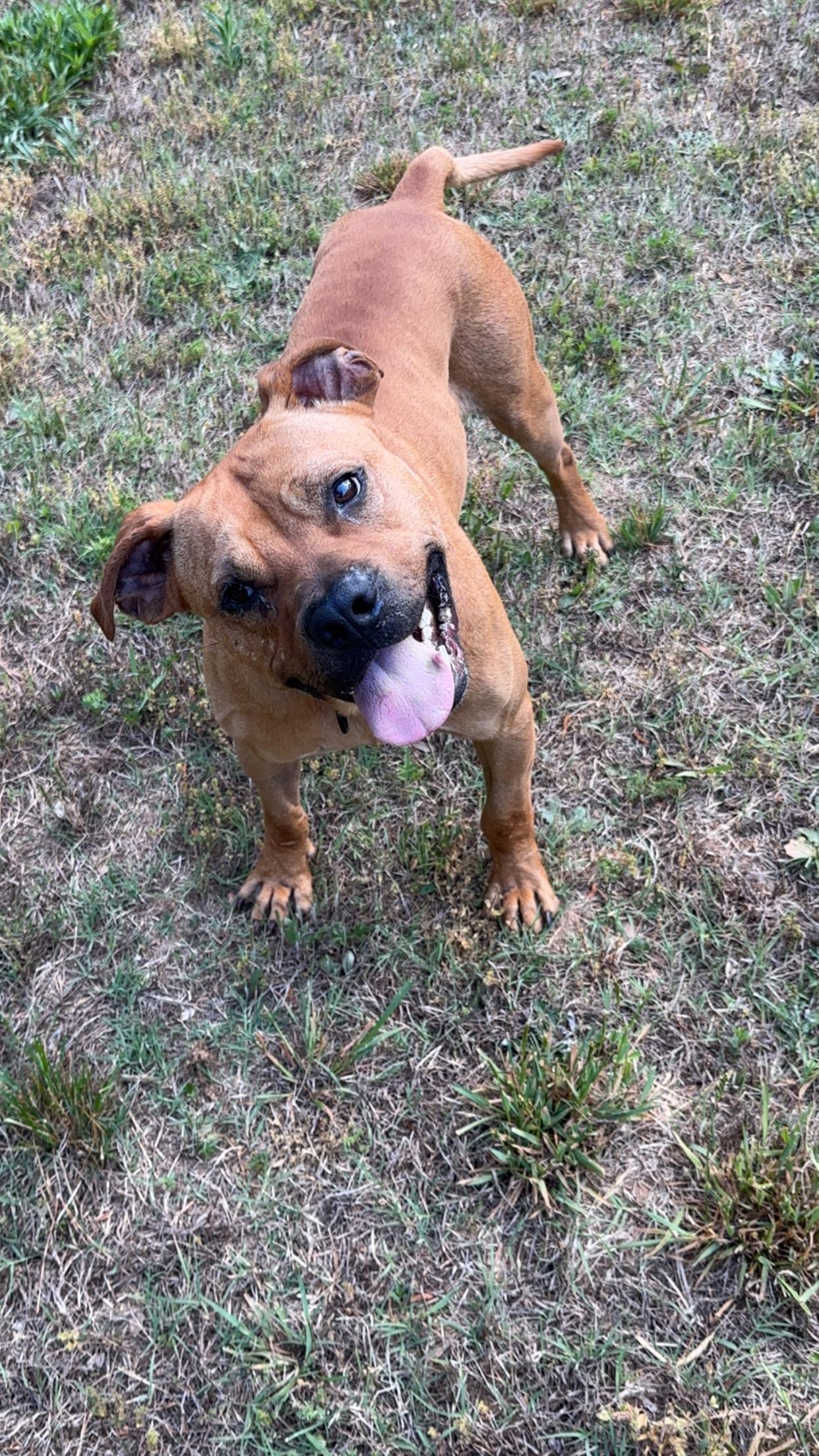 Fen, ADOPTABLE, Adult Male Bullmastiff.