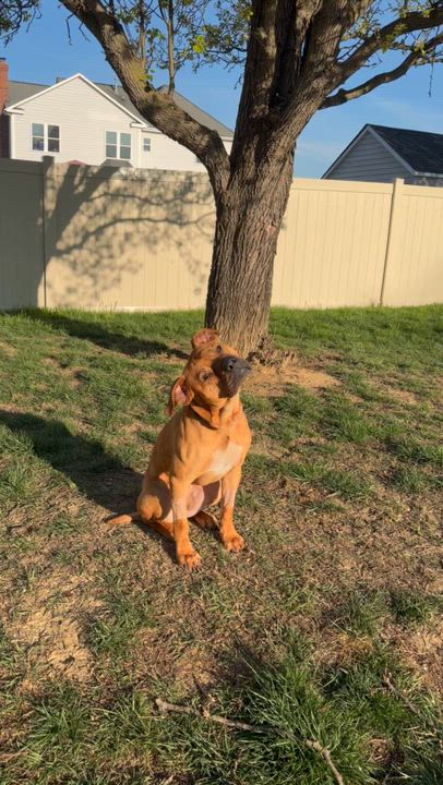 Enlarge Fen, a ADOPTABLE mixed breed in Maiden, NC video 4/4