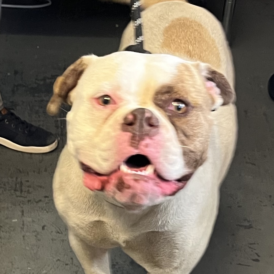 Hanna, Adoptable, Young Female American Bulldog.