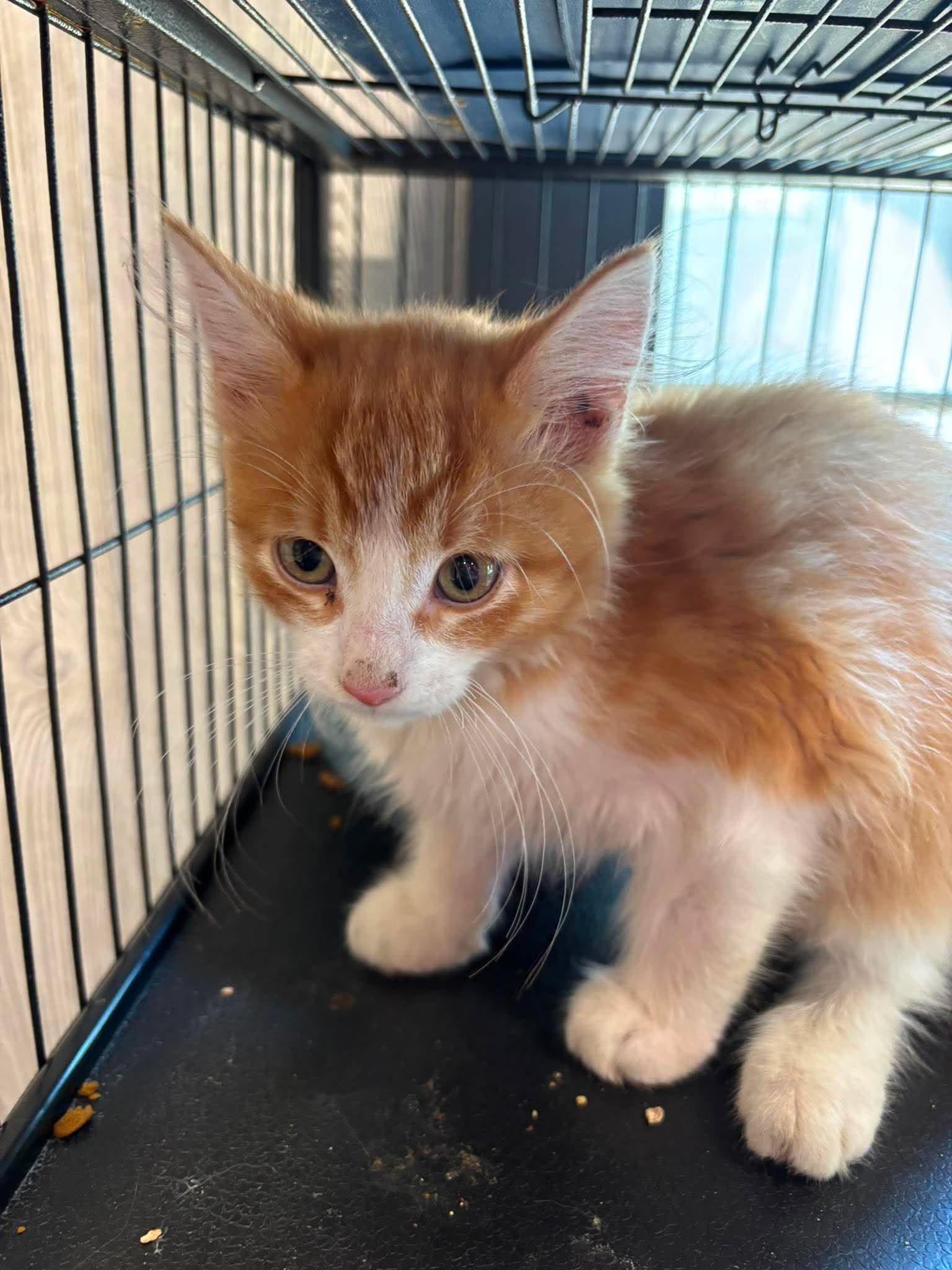 Enlarge S'MORES, an adopted Domestic Long Hair in Tillsonburg, ON image 1/3