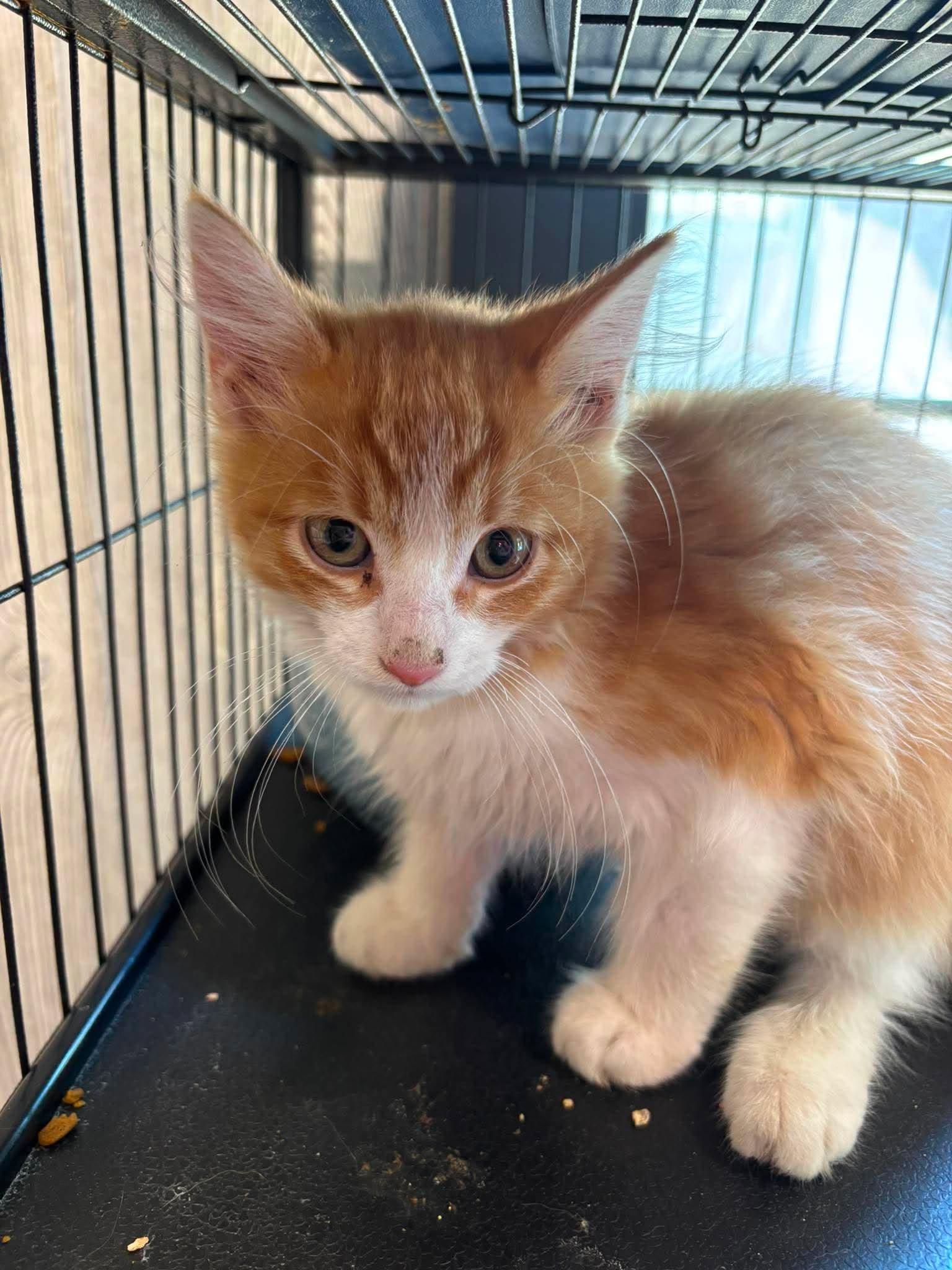 Enlarge S'MORES, an adopted Domestic Long Hair in Tillsonburg, ON image 2/3
