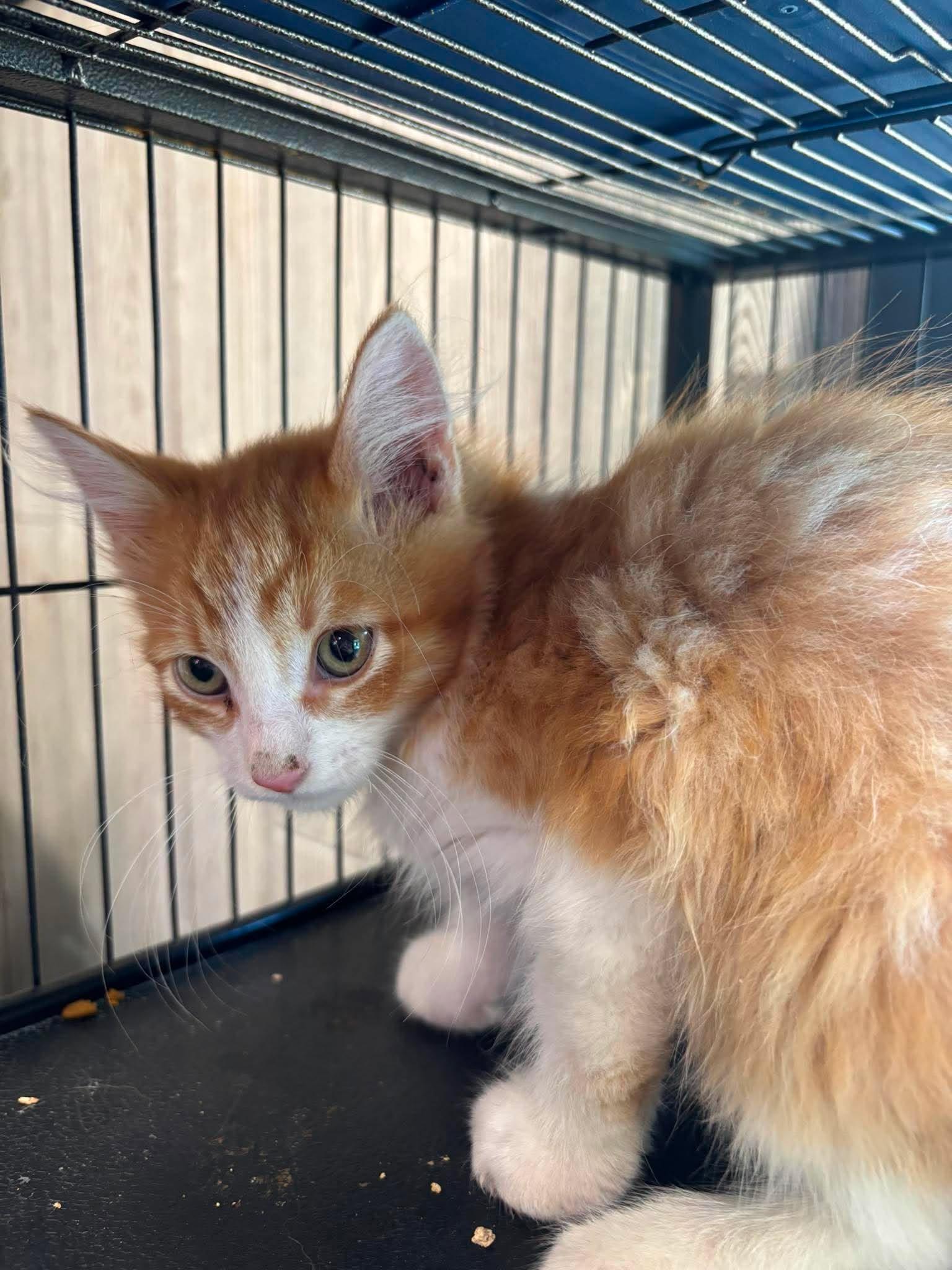 Enlarge S'MORES, an adopted Domestic Long Hair in Tillsonburg, ON image 3/3