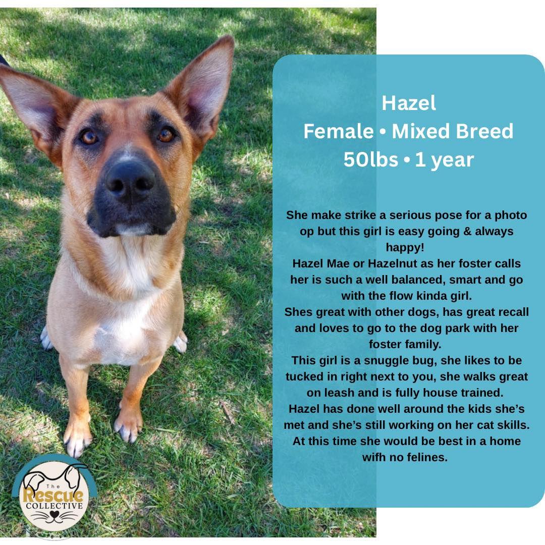 Hazel, an adoptable Mixed Breed in Clive, AB, T0C 0Y0 | Photo Image 1