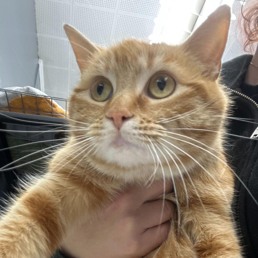 Enlarge Mahi, a Adoptable Domestic Medium Hair in Oak Hill, WV image 1/1