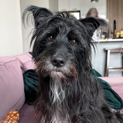 McFly, ADOPTABLE, Adult Male Terrier.