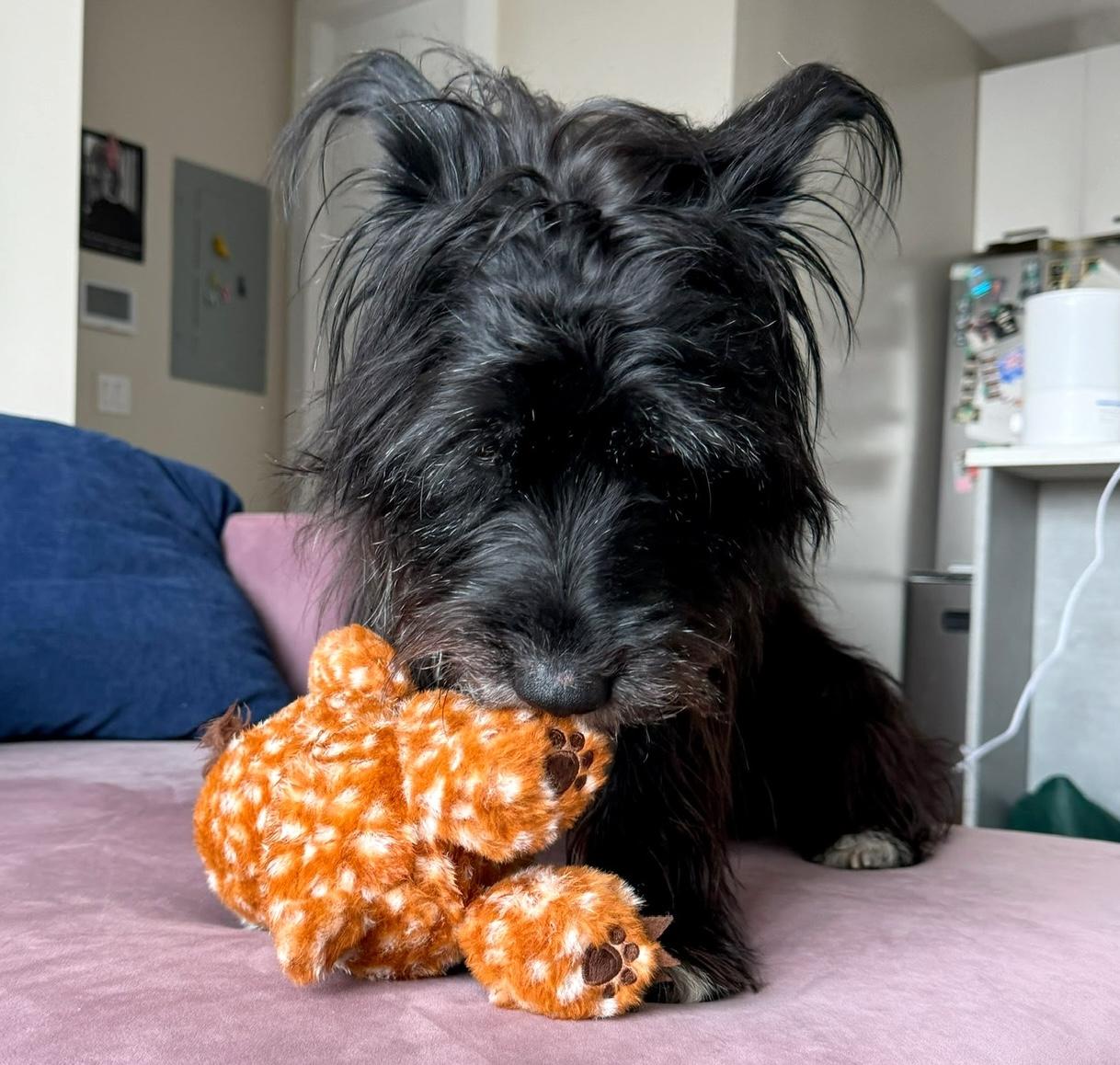 McFly, a ADOPTABLE mixed breed in Brooklyn, NY image 5/6