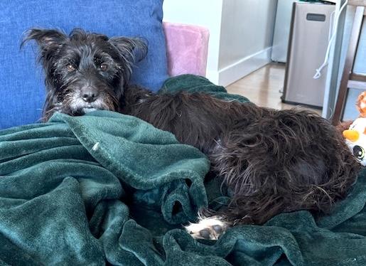 McFly, a ADOPTABLE mixed breed in Brooklyn, NY image 2/6