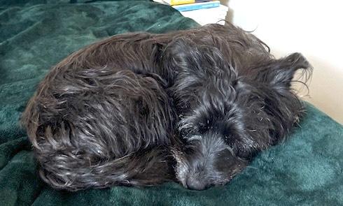 McFly, a ADOPTABLE mixed breed in Brooklyn, NY image 4/6