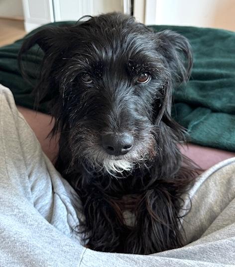 McFly, a ADOPTABLE mixed breed in Brooklyn, NY image 3/6