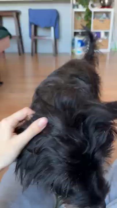 Enlarge McFly, a ADOPTABLE mixed breed in Brooklyn, NY video 6/6