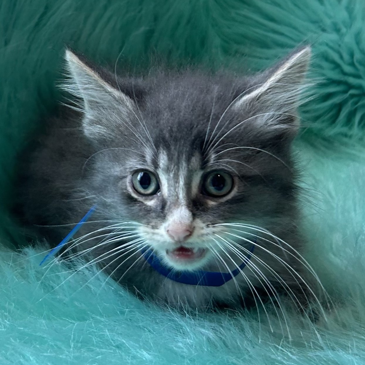 Potbelly, an adopted American Shorthair in Anderson, TX_image-1