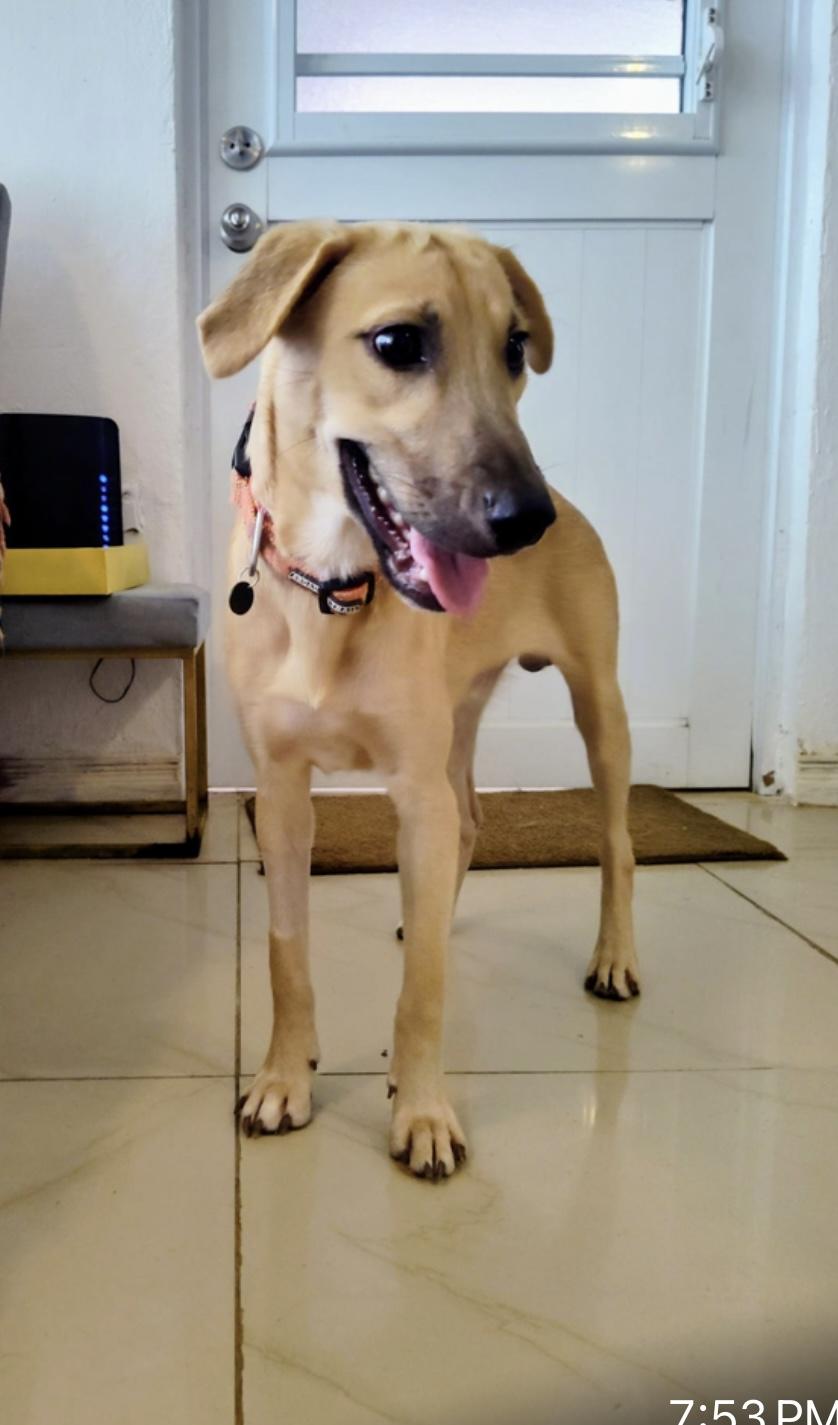 Lucas, Adoptable, Young Female Yellow Labrador Retriever.
