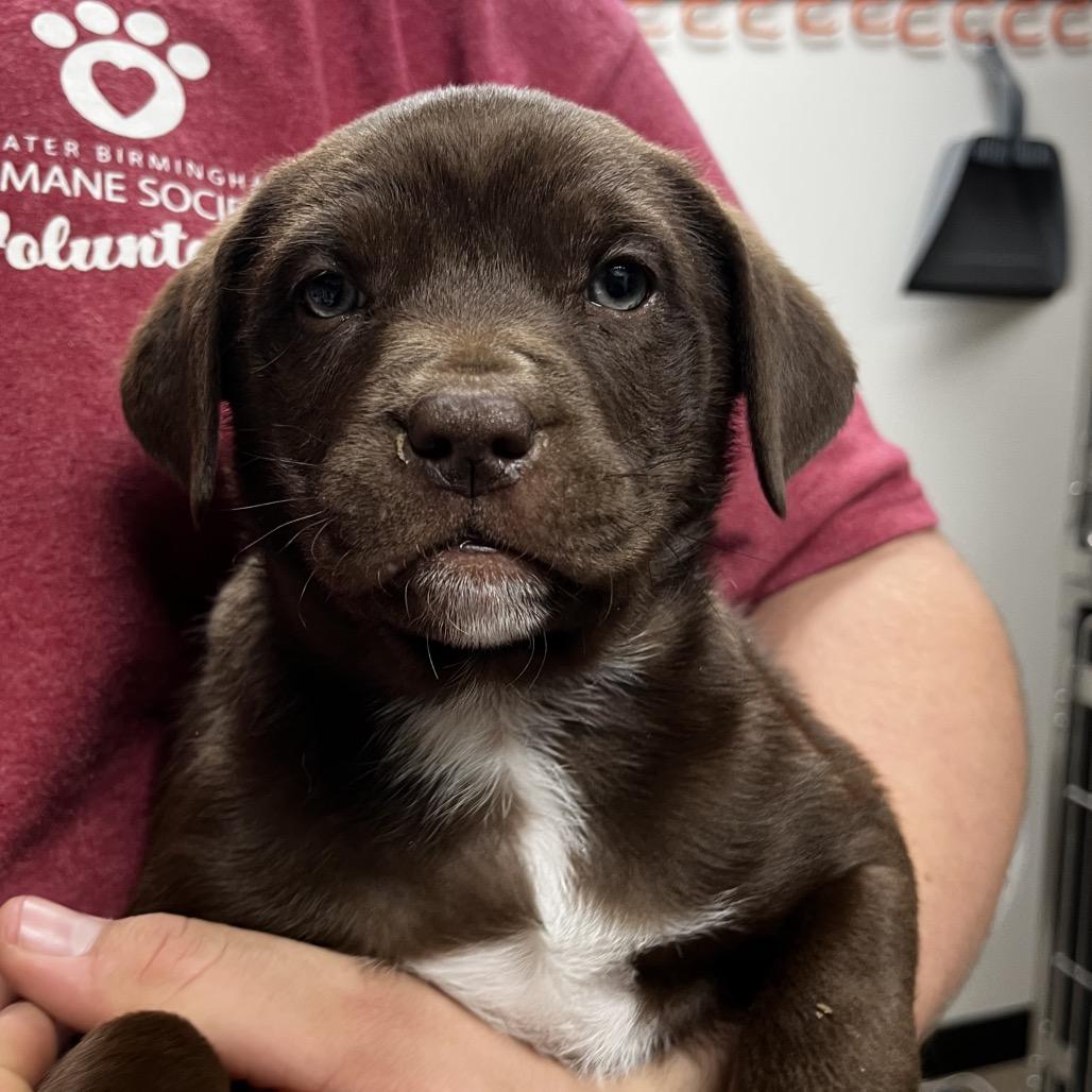Axion, Adoptable, Puppy Female Labrador Retriever.
