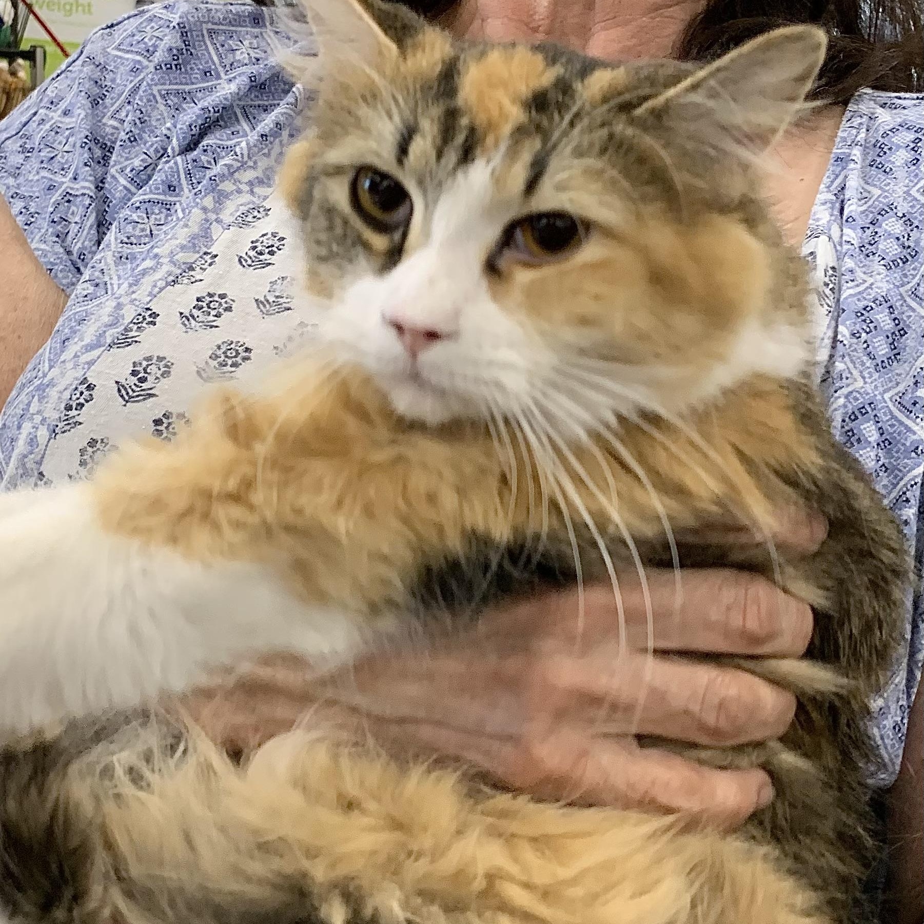 Belle, ADOPTABLE, Young Female Domestic Long Hair.