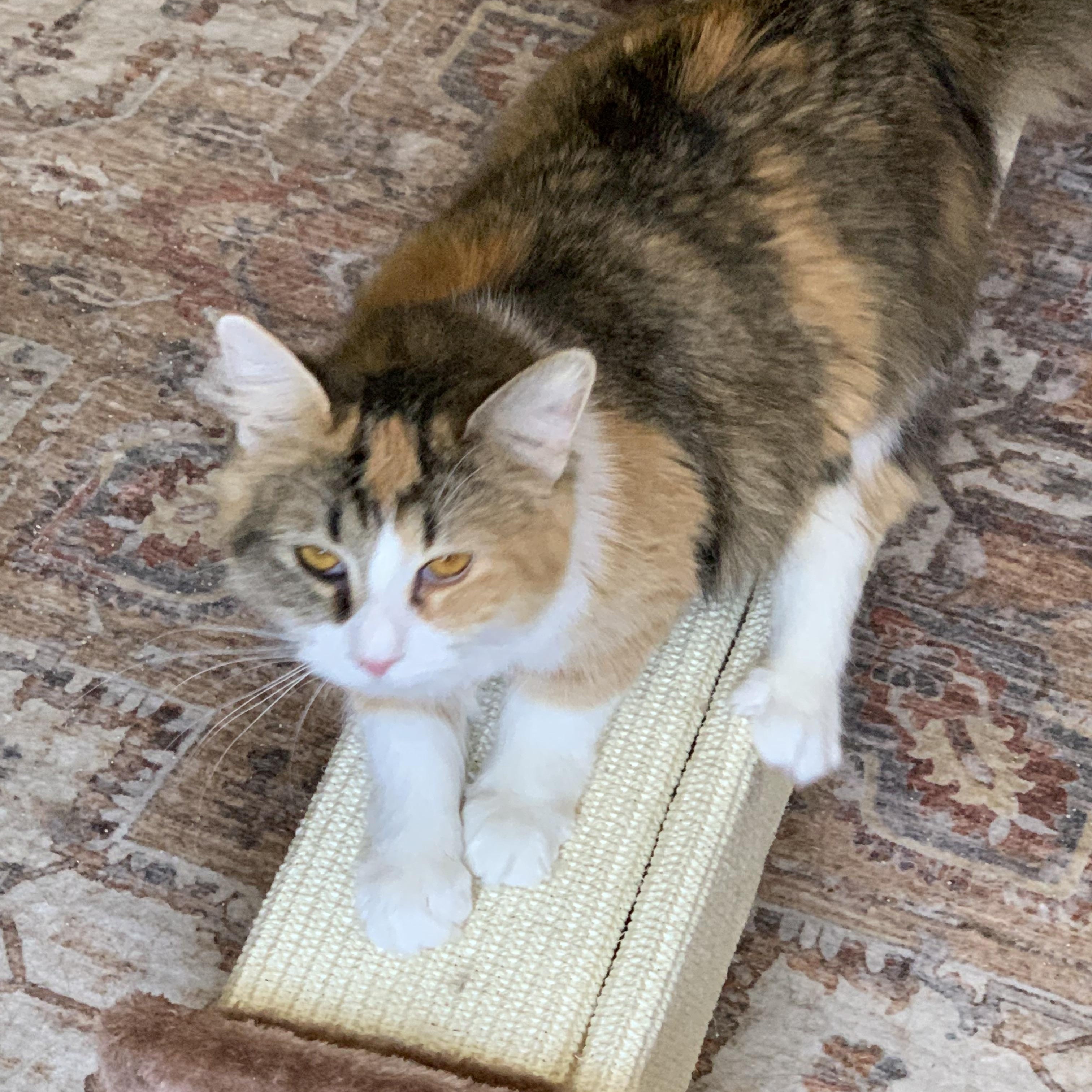 Enlarge Belle, a ADOPTABLE Domestic Long Hair in Shelby Township, MI image 1/2