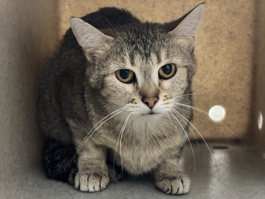 Enlarge Chloe, a Adoptable Tabby in Powell, OH image 1/1