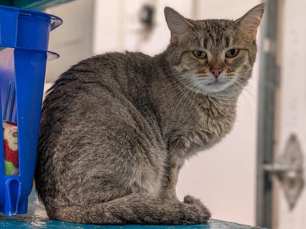 Enlarge Chloe, a Adoptable Tabby in Powell, OH image 2/2