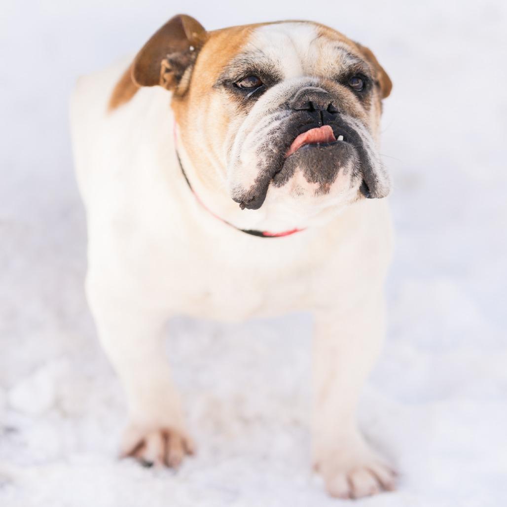 Reeny, ADOPTABLE, Adult Female English Bulldog.
